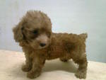 Homebreed Shortleg Red Toy Poodle - Poodle Dog