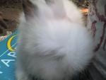 Betty - Angora Rabbit Rabbit