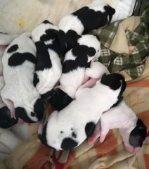 The Black N White Family - Rat Terrier + Labrador Retriever Dog