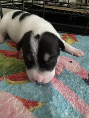 The Black N White Family - Rat Terrier + Labrador Retriever Dog