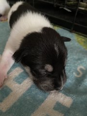 The Black N White Family - Rat Terrier + Labrador Retriever Dog