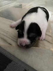 The Black N White Family - Rat Terrier + Labrador Retriever Dog