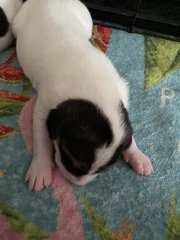 The Black N White Family - Rat Terrier + Labrador Retriever Dog