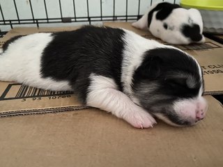 The Black N White Family - Rat Terrier + Labrador Retriever Dog