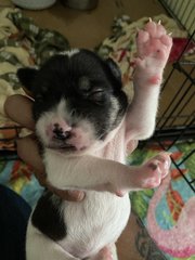 The Black N White Family - Rat Terrier + Labrador Retriever Dog