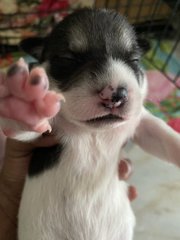 The Black N White Family - Rat Terrier + Labrador Retriever Dog