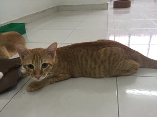 Yuan Yuan - Domestic Short Hair Cat