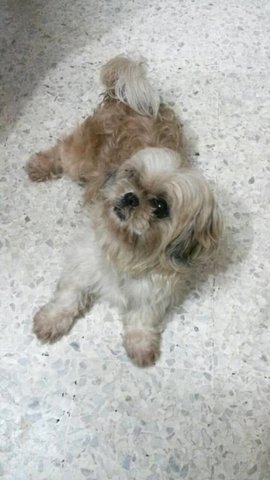 Mica - Shih Tzu Dog