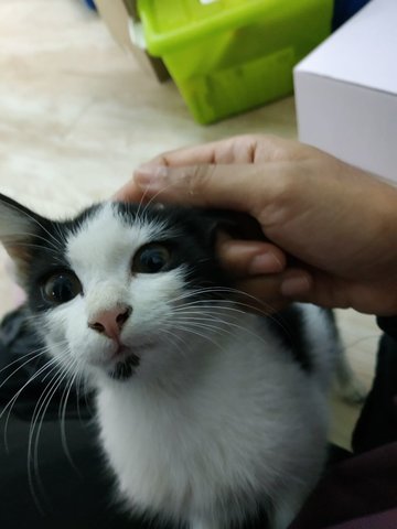 Moo - Domestic Medium Hair + Turkish Van Cat