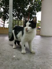 Moo - Domestic Medium Hair + Turkish Van Cat