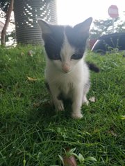 Moo - Domestic Medium Hair + Turkish Van Cat