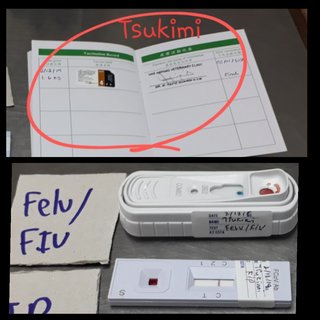 Blood Test & Vaccination  