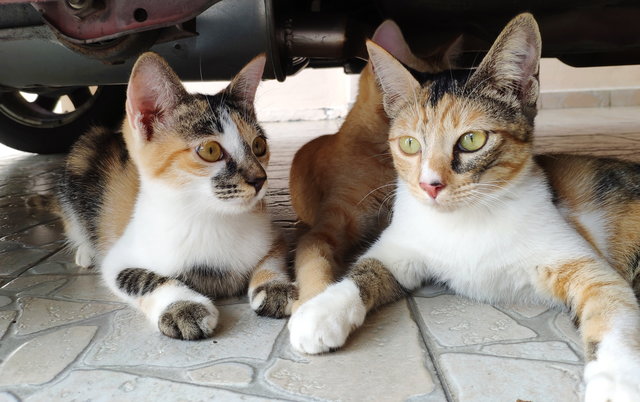 Cleopatra And Miuwette - Calico Cat