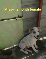 Missy Girl - Mixed Breed Dog