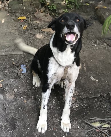 Panda - Mixed Breed Dog