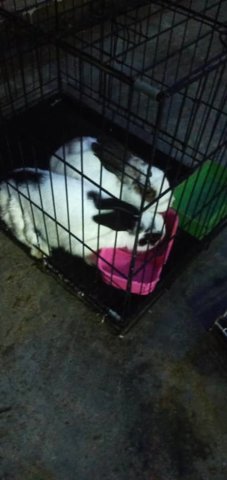 Browny,blacky - Mini Rex Rabbit