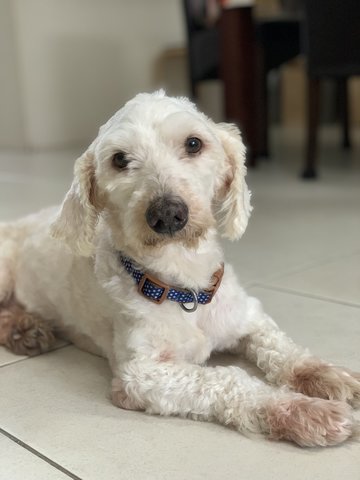 Benji - Poodle + Shih Tzu Dog