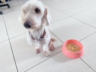 Benji - Poodle + Shih Tzu Dog