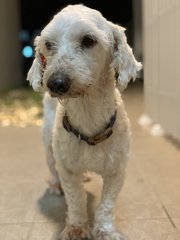 Benji - Poodle + Shih Tzu Dog