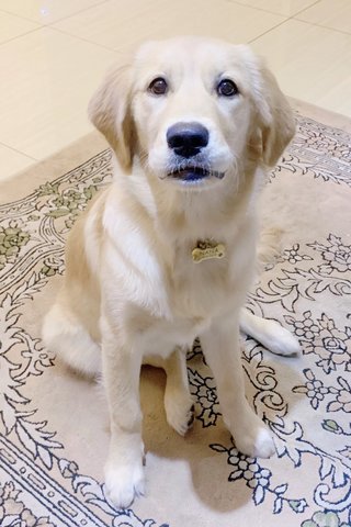 Nana - Golden Retriever Dog