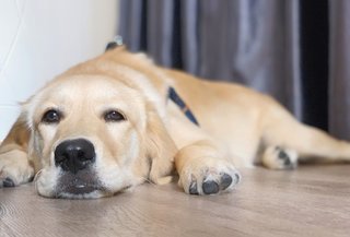 Nana - Golden Retriever Dog