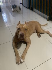 Bruno  - Pit Bull Terrier Dog