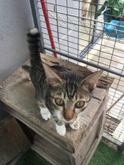 Belang - Tabby + Domestic Short Hair Cat