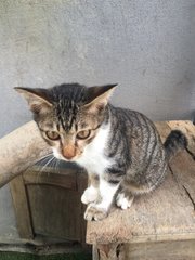 Belang - Tabby + Domestic Short Hair Cat