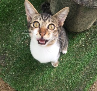 Belang - Tabby + Domestic Short Hair Cat