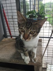 Belang - Tabby + Domestic Short Hair Cat