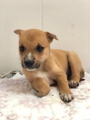 Muffin - Terrier Mix Dog