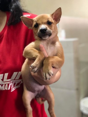 Muffin - Terrier Mix Dog