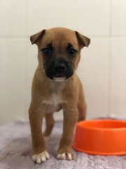 Mika - Jack Russell Terrier Mix Dog