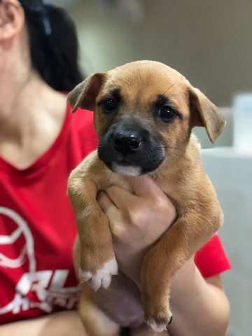 Mika - Jack Russell Terrier Mix Dog