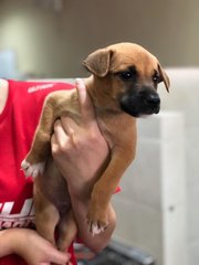 Mika - Jack Russell Terrier Mix Dog