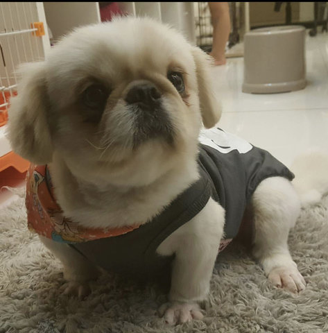 Ah Bu - Pekingese Dog