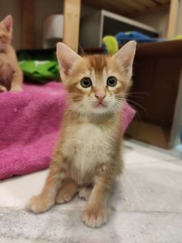 Orangey - Domestic Short Hair Cat