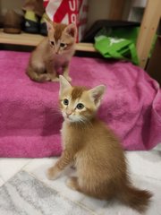 Orangey - Domestic Short Hair Cat