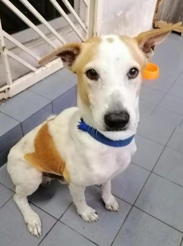 Bobby - Mixed Breed Dog