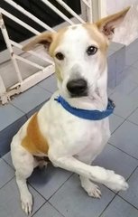 Bobby - Mixed Breed Dog