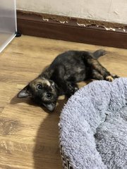 Bella - Tortoiseshell Cat