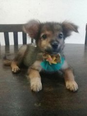 Chiku - Mixed Breed Dog