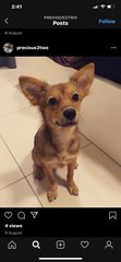 Chiku - Mixed Breed Dog