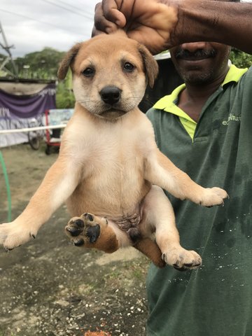 Jinny - Mixed Breed Dog