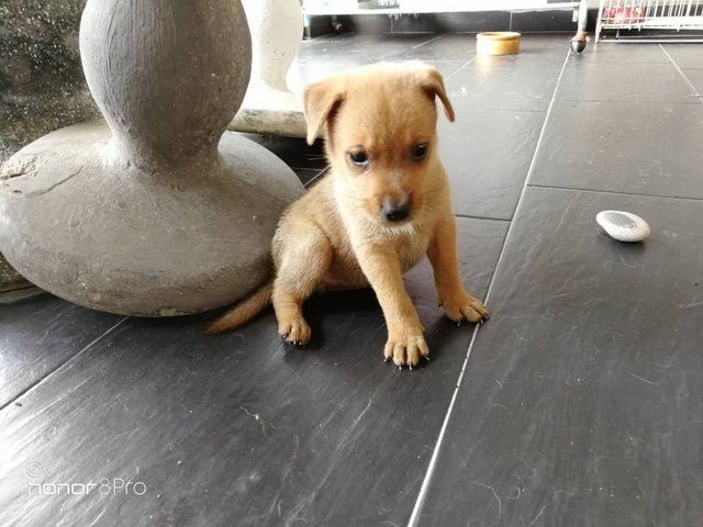 Bowie - Mixed Breed Dog