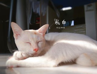 Mibai 米白 - Domestic Medium Hair Cat