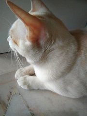 Mibai 米白 - Domestic Medium Hair Cat