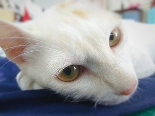 Mibai 米白 - Domestic Medium Hair Cat