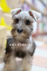 Quality Female Mini Schnauzfer Puppies - Schnauzer Dog