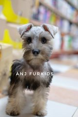 Quality Female Mini Schnauzfer Puppies - Schnauzer Dog